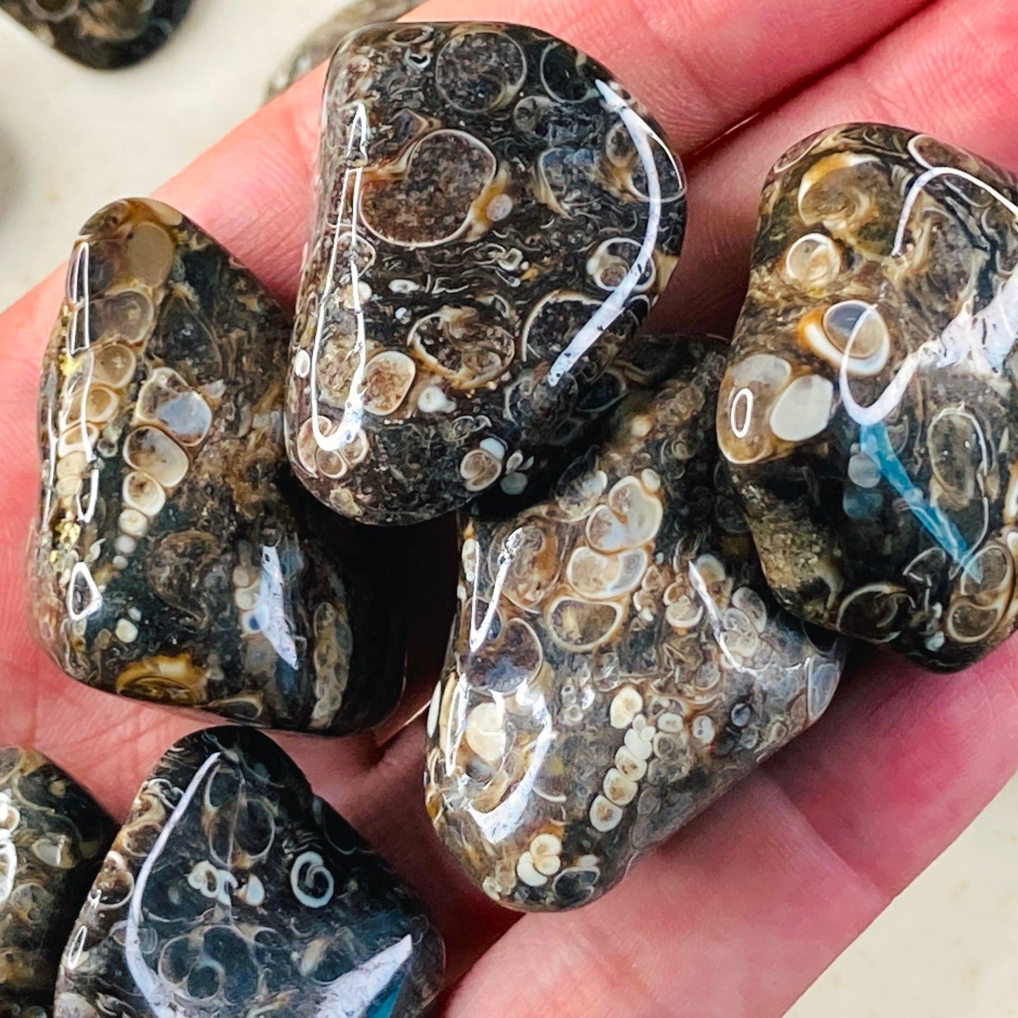 Turritella Agate - Tumbled Fossil