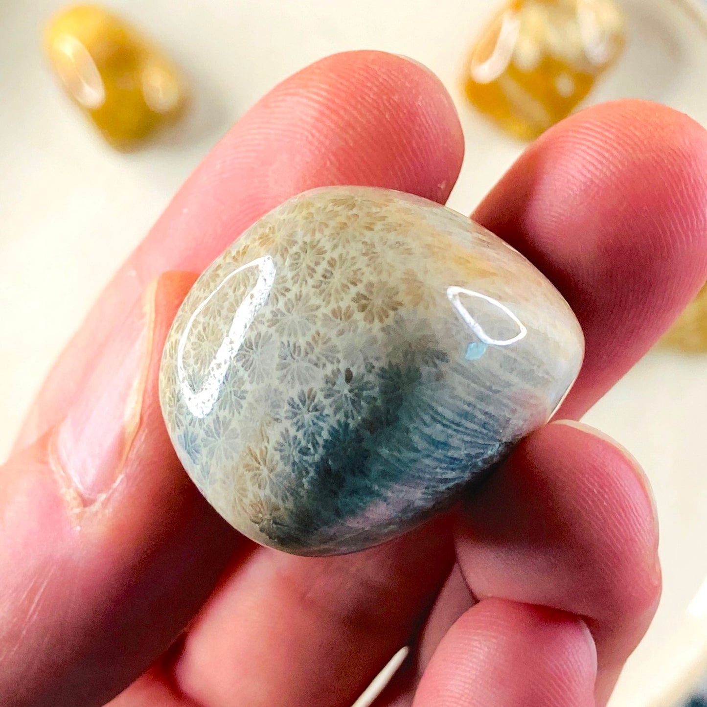 Fossilized Coral - Tumbled Fossil