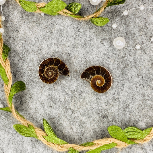 Ammonit - Pair