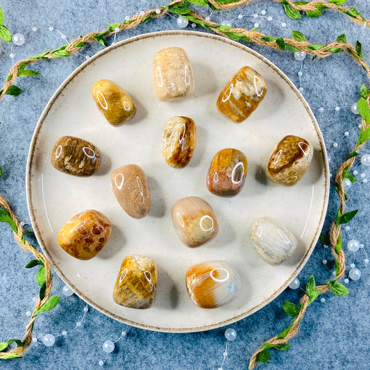 Fossilized Coral - Tumbled Fossil