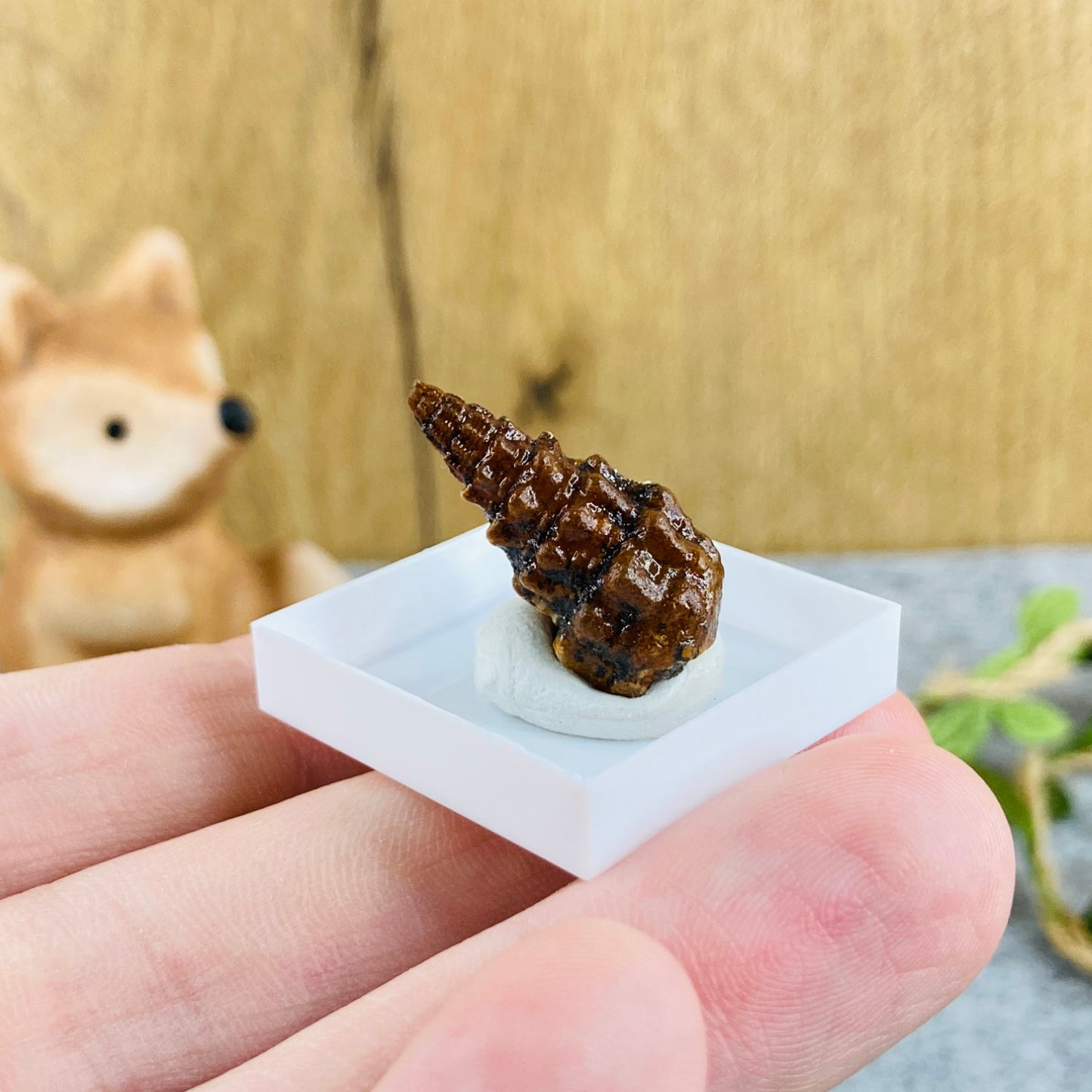 Agatized Snail #01
